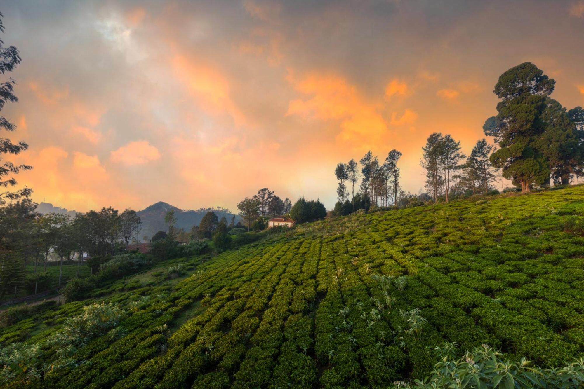 Solitude By Nature Resorts And Stays Kotagiri Buitenkant foto